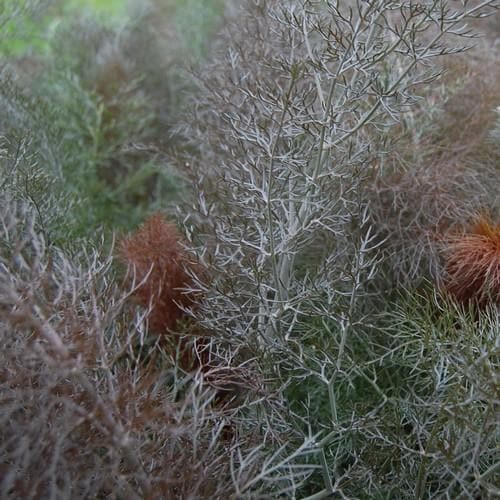 Fennel, bronze - Future Forests