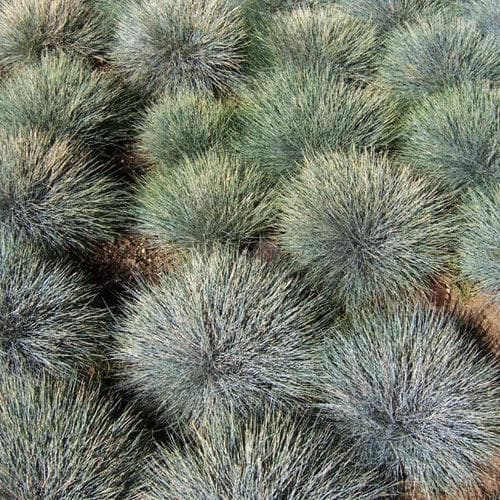 Festuca glauca - Future Forests