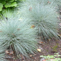 Festuca glauca - Future Forests