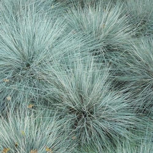 Festuca glauca - Future Forests