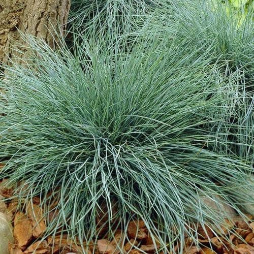 Festuca glauca Elijah Blue