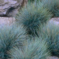 Festuca glauca Elijah Blue