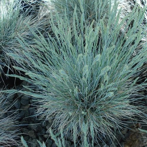 Festuca glauca Elijah Blue