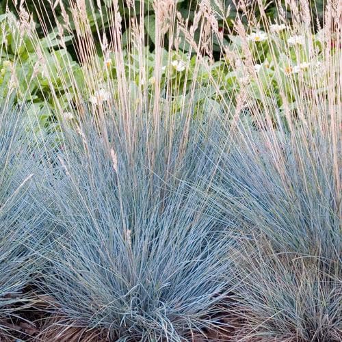 Festuca glauca Elijah Blue