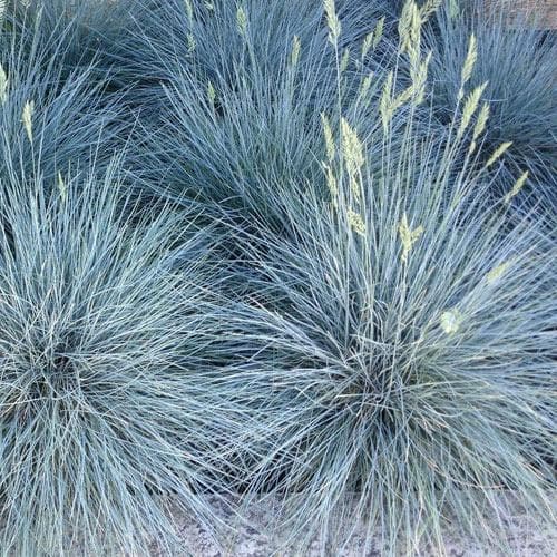 Festuca glauca Elijah Blue