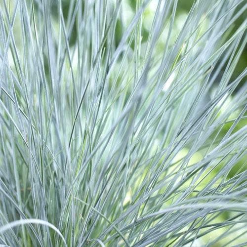 Festuca glauca Elijah Blue