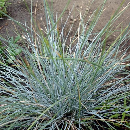 Festuca glauca Elijah Blue