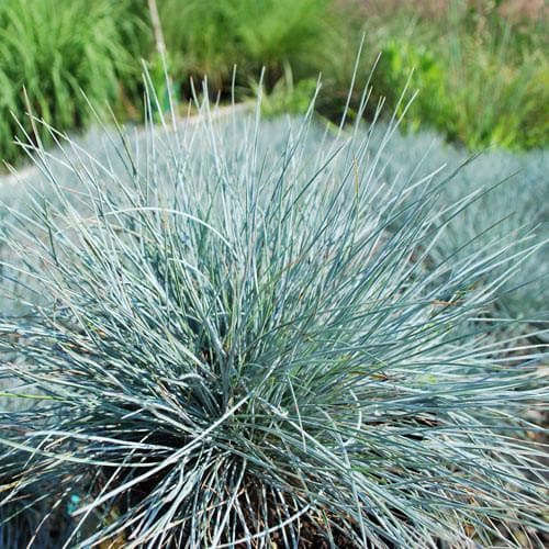 Festuca glauca Elijah Blue - Blue Fesque