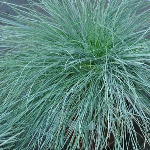 Festuca glauca Intense Blue