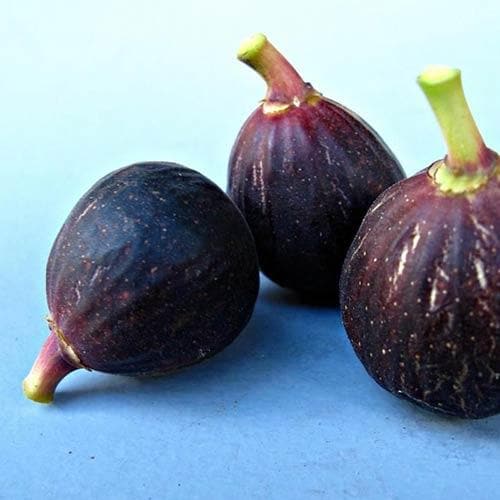 Fig Violette de Sollies