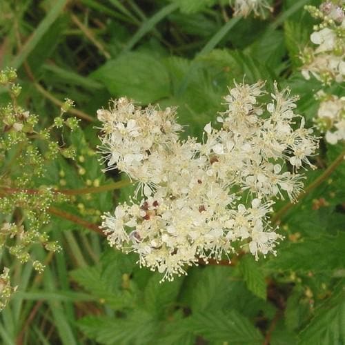 Filipendula ulmaria - Future Forests