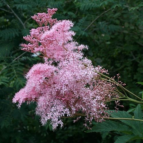 Filipendula rubra Venusta