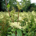 Filipendula ulmaria - Meadowsweet 9cm Pot