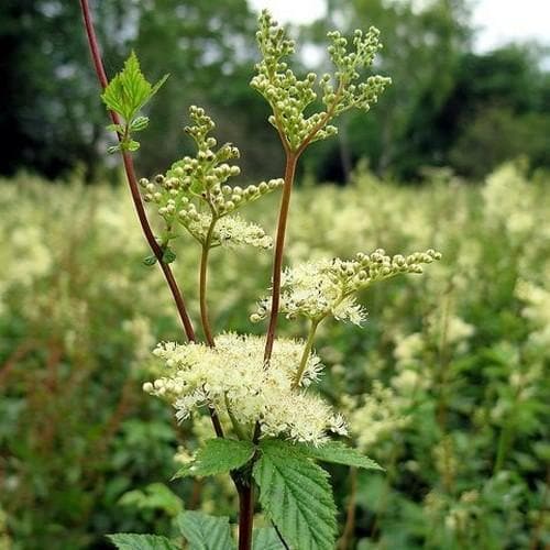 Filipendula ulmaria - Meadowsweet 9cm Pot