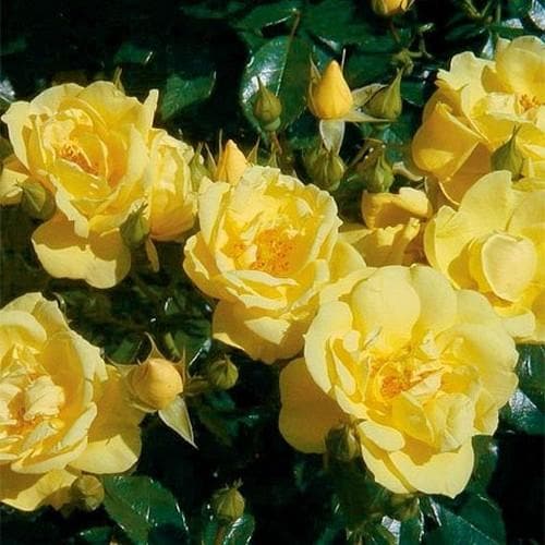 Rosa Flower Carpet Gold