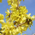 Forsythia mandschurica - Future Forests