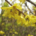 Forsythia x intermedia Spectabilis Bareroot | 1-2ft
