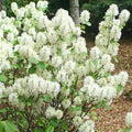 Fothergilla intermedia Mount Airy