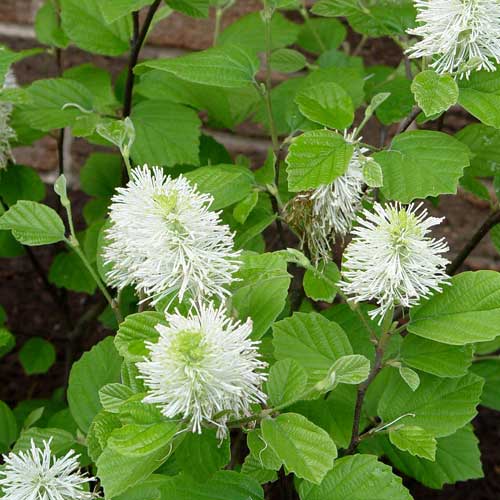 Fothergilla intermedia Mount Airy