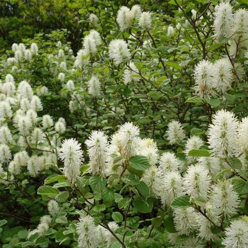 Fothergilla intermedia Mount Airy