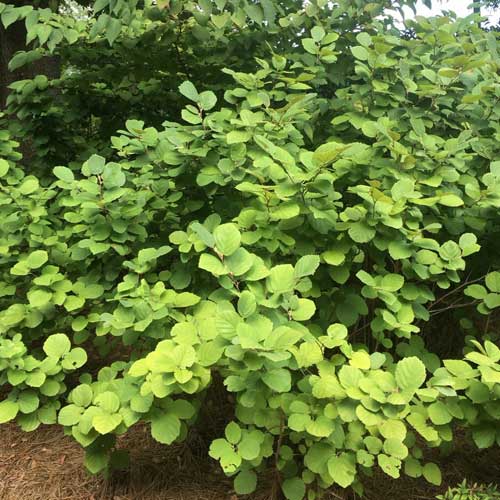 Fothergilla intermedia Mount Airy