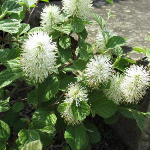 Fothergilla intermedia Mount Airy