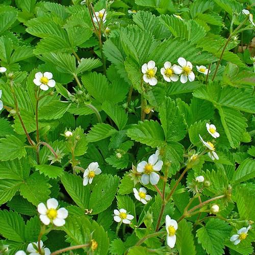 Fragaria vesca - Wild Strawberry - Future Forests