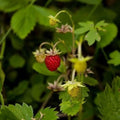 Fragaria vesca - Wild Strawberry 9cm Pot