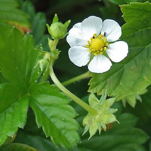 Fragaria vesca - Wild Strawberry - Future Forests