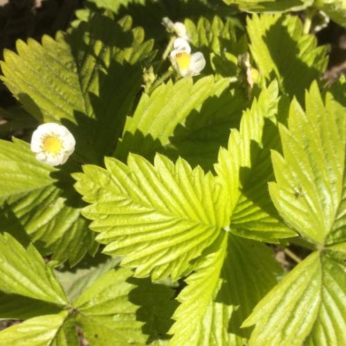 Fragaria vesca Alexandria