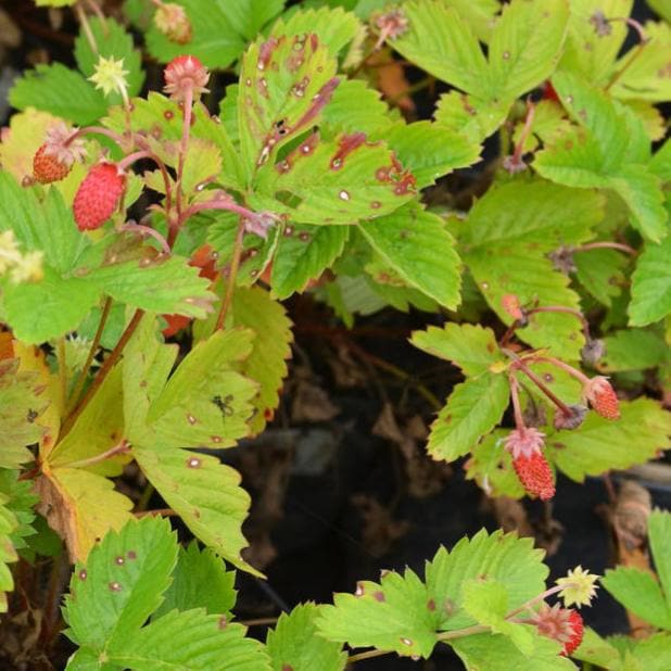 Fragaria vesca Alexandria