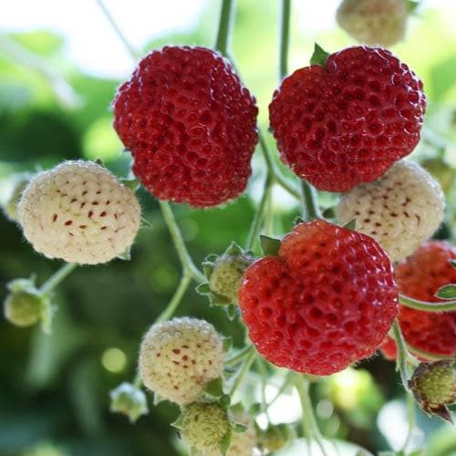 Strawberry Framberry Pot | 9cm