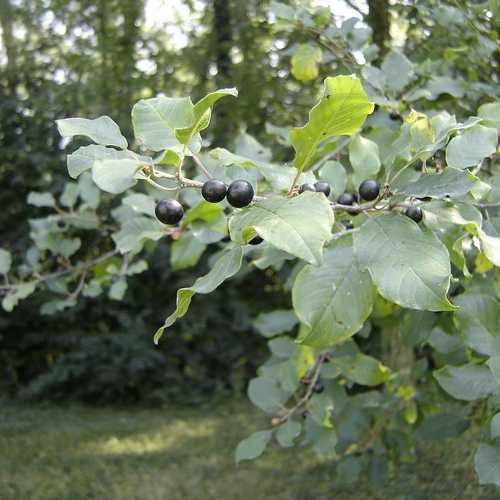 Frangula alnus - Alder Buckthorn - Future Forests