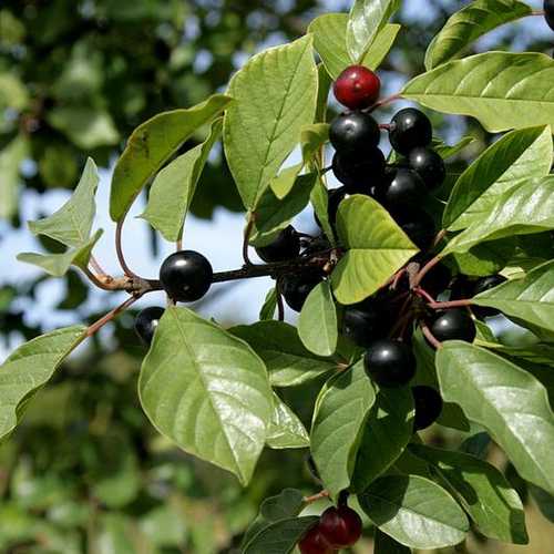 Frangula alnus - Alder Buckthorn - Future Forests