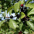 Frangula alnus - Alder Buckthorn Bareroot | 1-2ft / Not provided