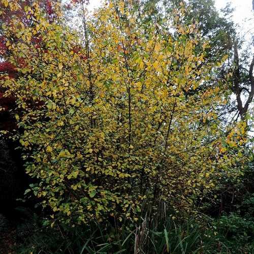 Frangula alnus - Alder Buckthorn - Future Forests