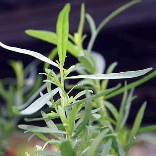 Tarragon, french - Future Forests