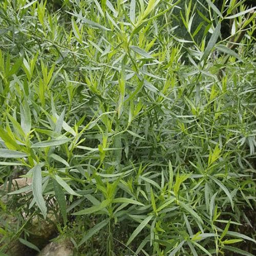 Tarragon, french - Future Forests