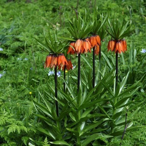 Fritillaria imperialis Rubra Maxima - Future Forests