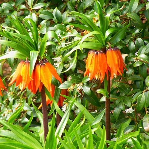 Fritillaria imperialis Rubra Maxima - Future Forests