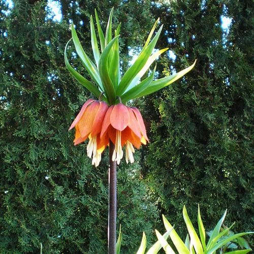 Fritillaria imperialis Rubra Maxima - Future Forests