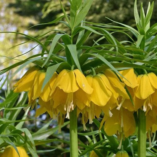 Fritillaria imperialis Maxima Lutea - Future Forests