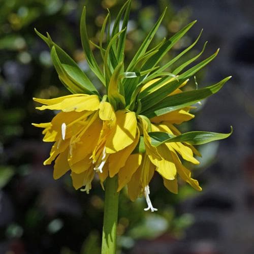 Fritillaria imperialis Maxima Lutea - Future Forests