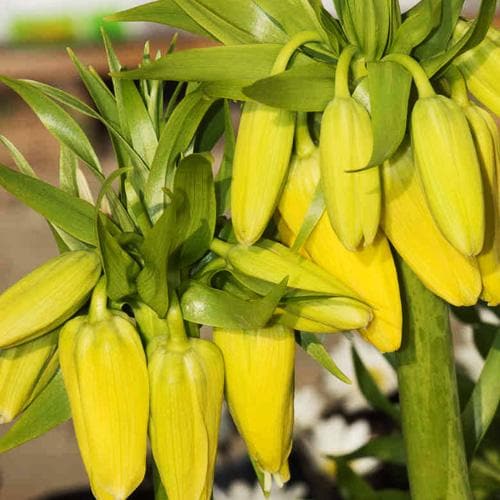 Fritillaria imperialis Maxima Lutea - Future Forests