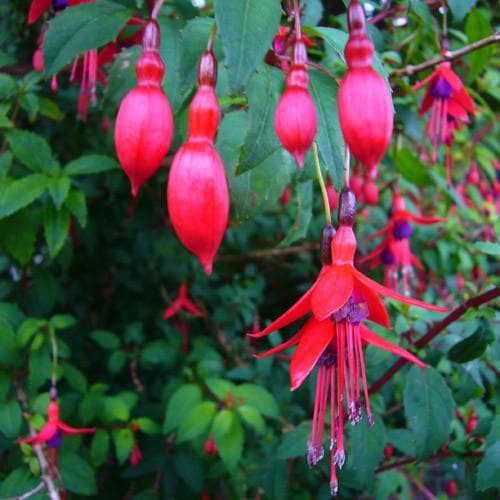 Fuchsia Riccartonii - Red Fuchsia Pot | 13cm / Not provided / Not provided