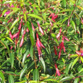 Fuchsia hatschbachii - Future Forests