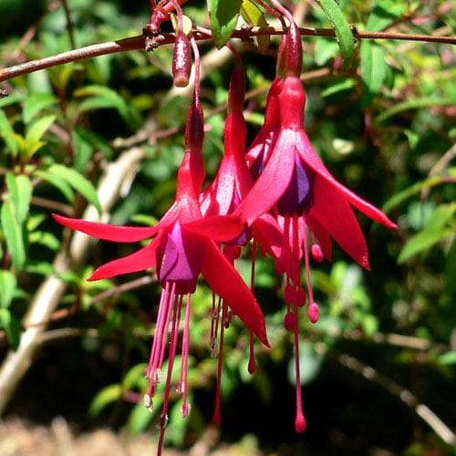 Fuchsia hatschbachii - Future Forests