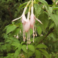 Fuchsia magellanica Alba - Pink / White Fuchsia Pot | 13cm / Not provided