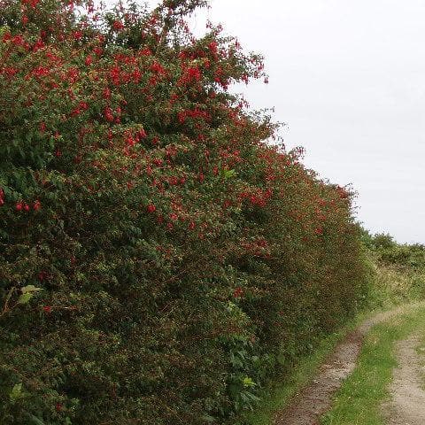 Fuchsia Riccartonii - Red Fuchsia - Future Forests