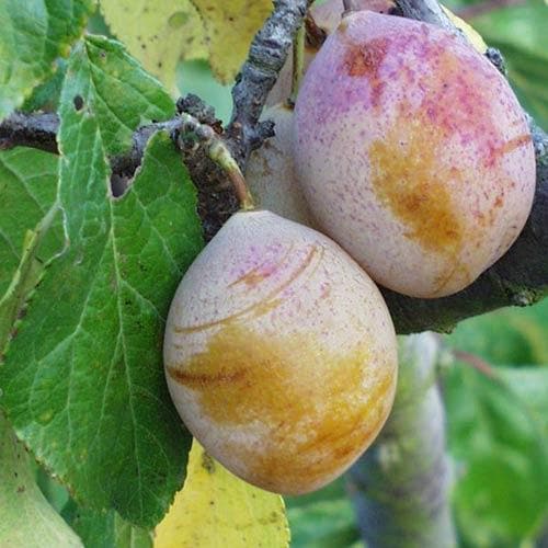 Plum Coe's Golden Drop